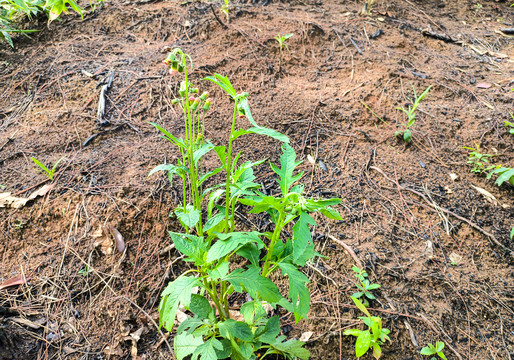 野茼蒿