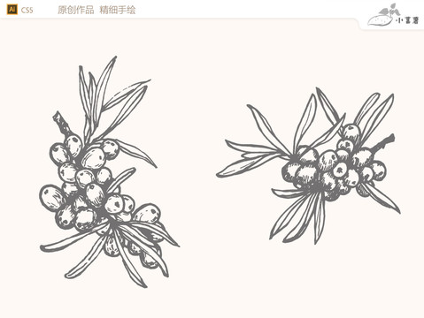 沙棘手繪AI矢量圖