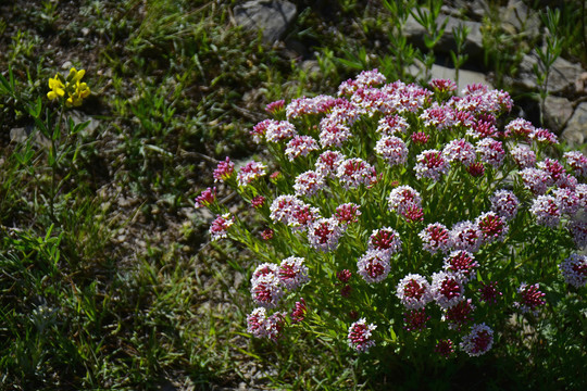 狼毒花