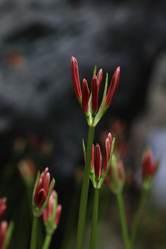 地狱花曼珠沙华