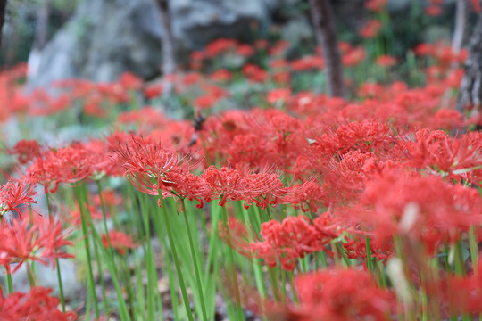 地狱花曼珠沙华