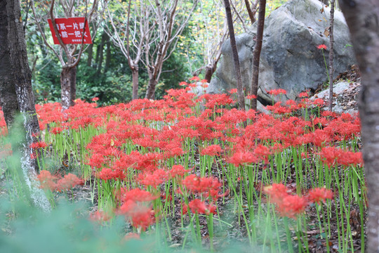 彼岸花