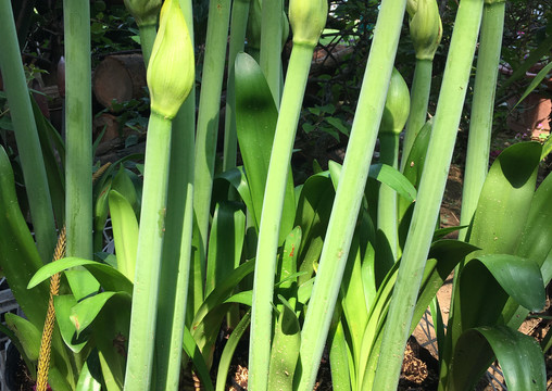 郁金香花苞