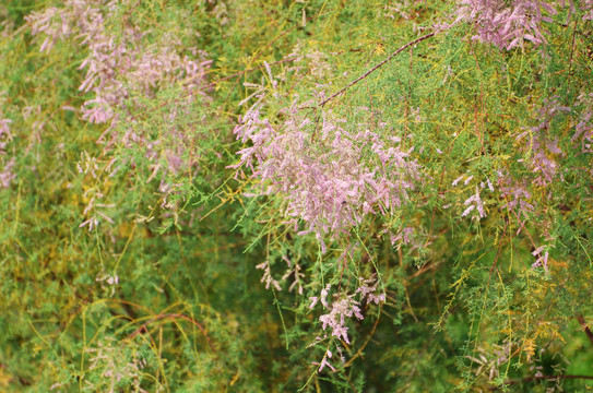 沙柳花开