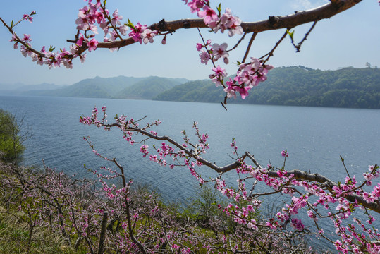 丹东宽甸在那桃花盛开的地方