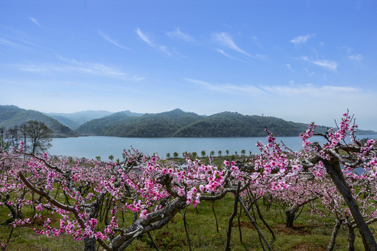 丹东宽甸在那桃花盛开的地方