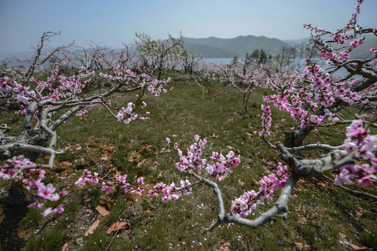 丹东宽甸在那桃花盛开的地方