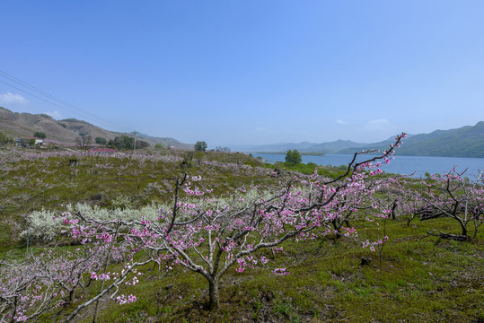 丹东宽甸河口桃园花开