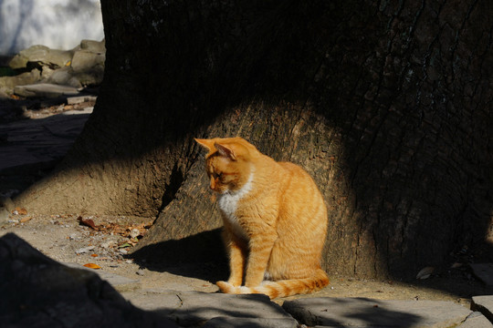 落寞的大橘猫