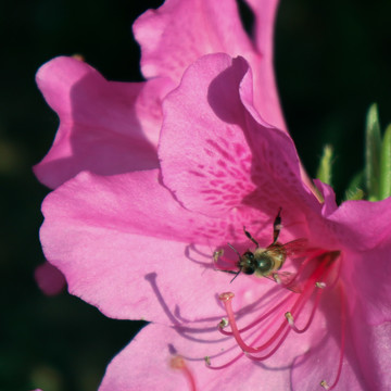 蜜蜂采蜜