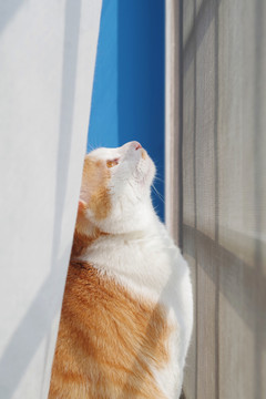 猫在坐在窗户边往上看的特写