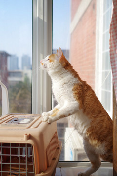 猫在阳台上两只脚支撑的镜头