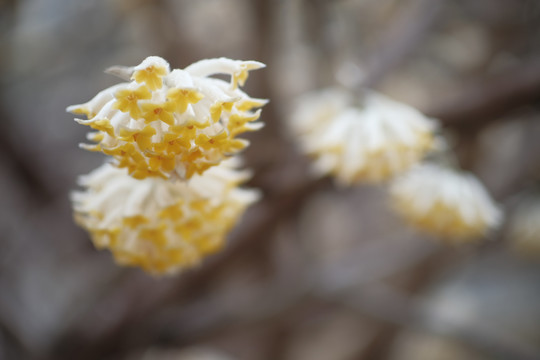 结香花