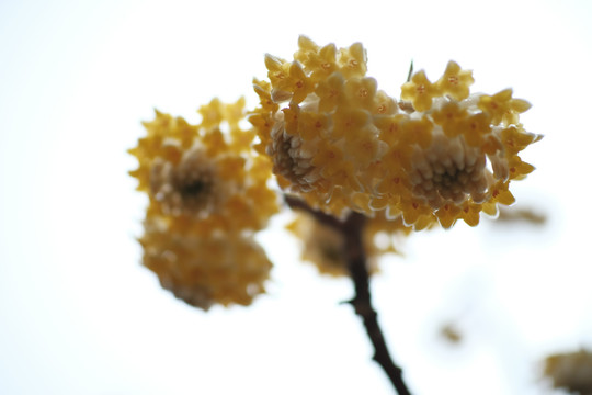 結香花