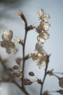 櫻花
