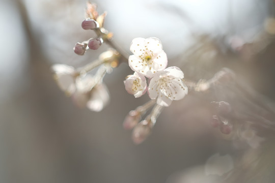 櫻花