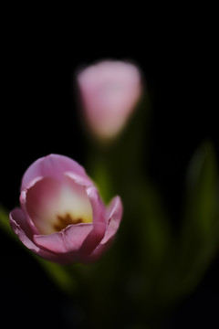 郁金香花