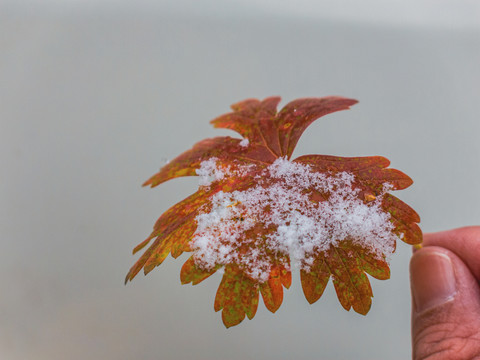 秋叶雪花