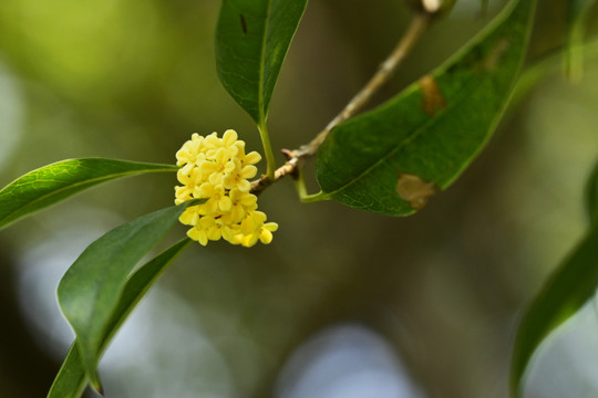 桂花飘香