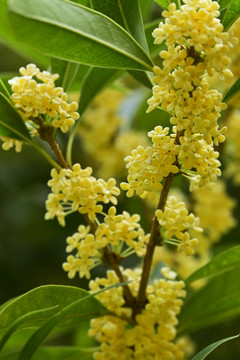 桂花飘香