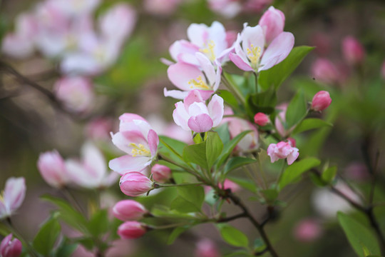 盛开的西府海棠花