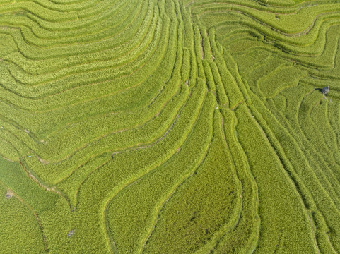 加榜梯田