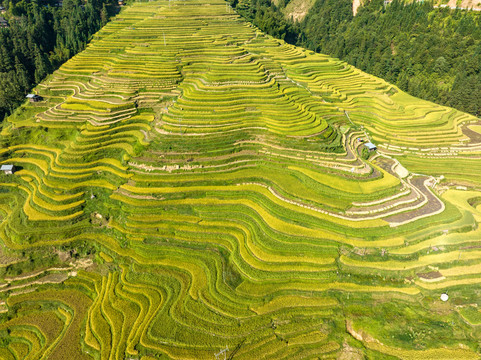 加榜梯田