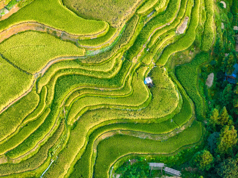 加榜梯田