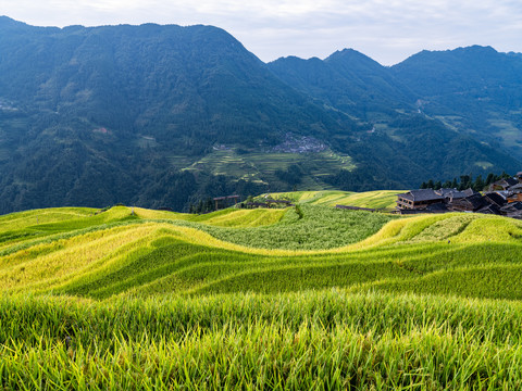 加榜梯田