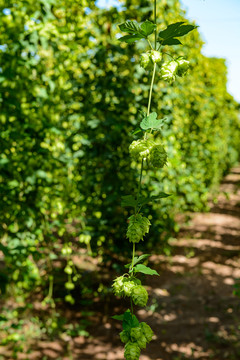 田地啤酒花