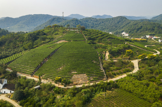 茶山航拍