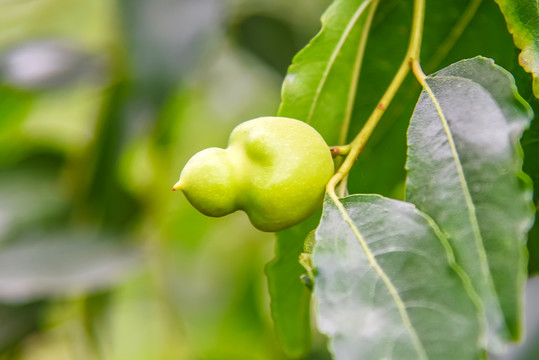 葫芦枣