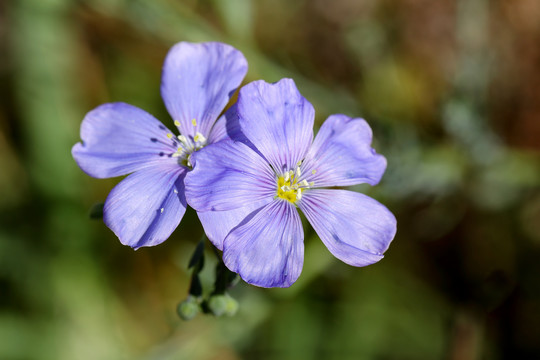 小蓝花