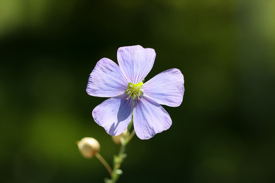 小蓝花