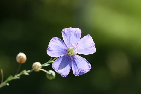 小蓝花