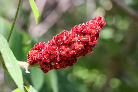 火炬树花