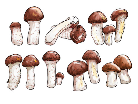 松茸插畫分層