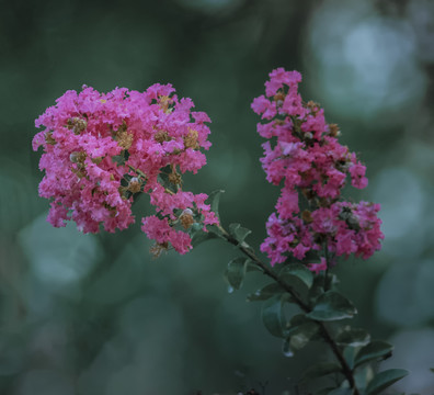 紫薇花