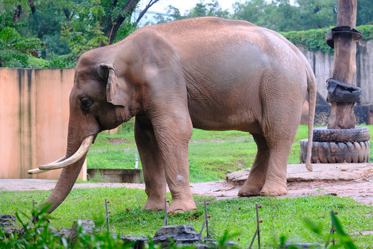 广州动物园大象