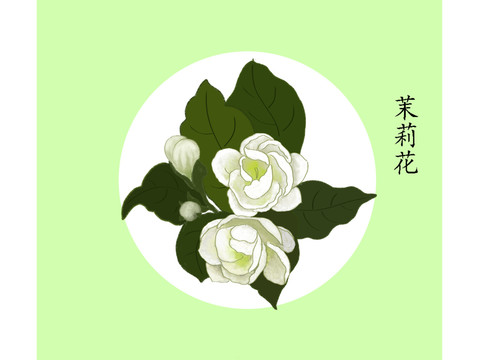 茉莉花