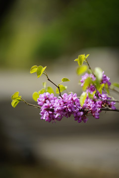 紫荆花