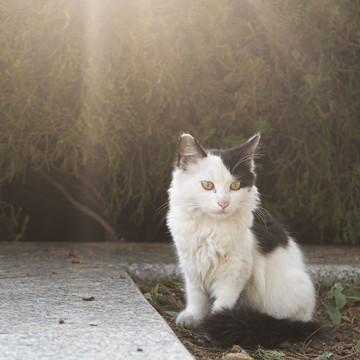 清晨的小猫