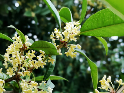 桂花枝