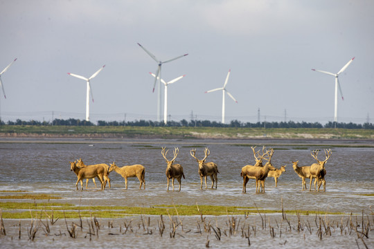 江苏盐城麋鹿国家级自然保护区