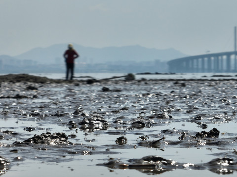 青岛胶州湾大桥退潮赶海