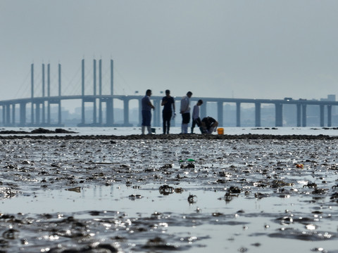 青岛胶州湾大桥退潮赶海