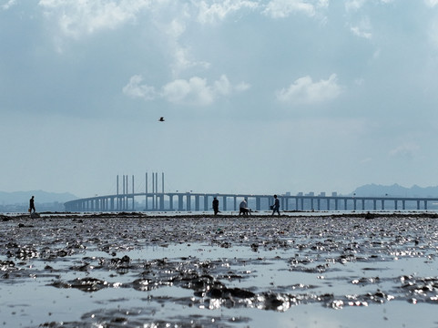 青岛胶州湾大桥退潮赶海