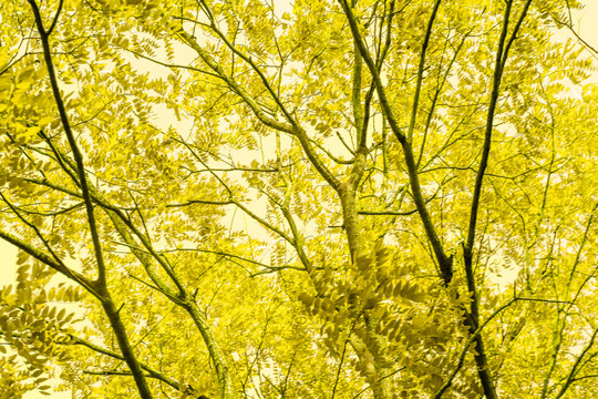 金色树林树叶