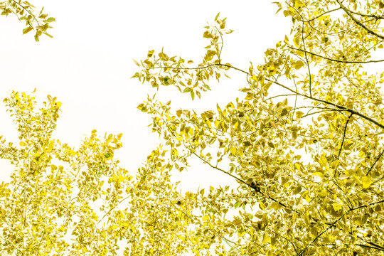金黄色树叶背景
