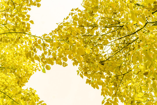 金黄色树叶
